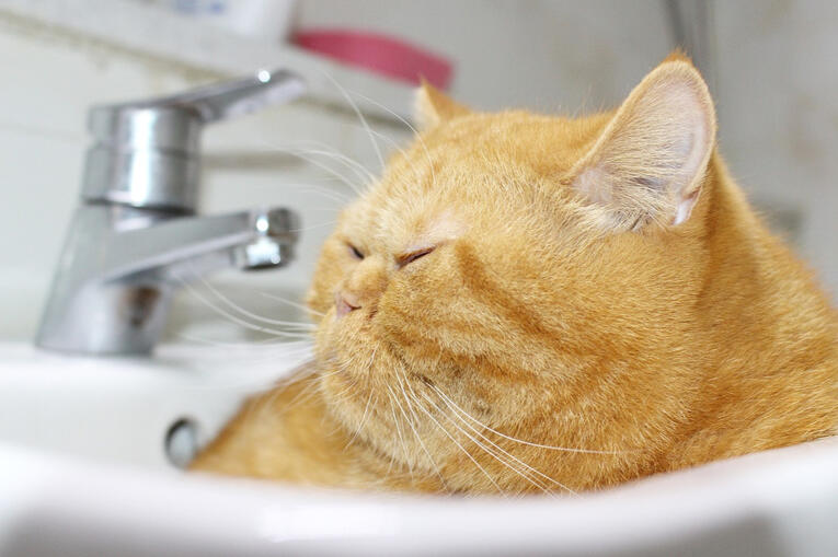She loves to sleep in SINK